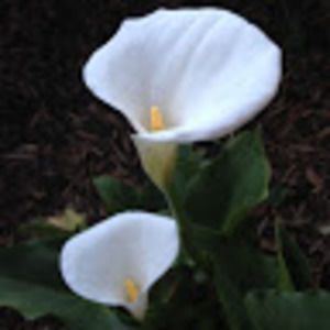 Meet your Posher, Marilyn